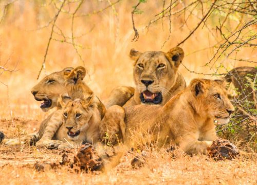 Uganda – The Pearl of Africa’s Most Underrated Adventure Destination