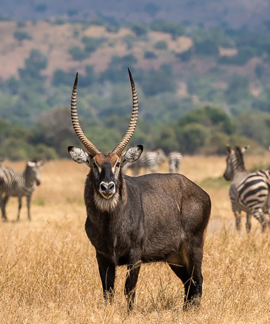 Akagera National Park & Lake Kivu Retreat – 4 Days