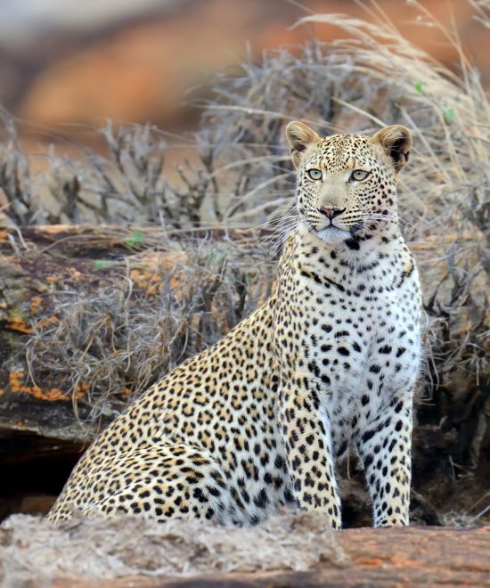 4 Days Amboseli & Tsavo East Scenic Safari –Kenya