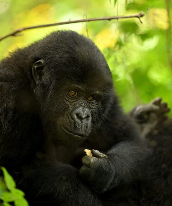 4 Days Bwindi Gorillas & Queen Wildlife