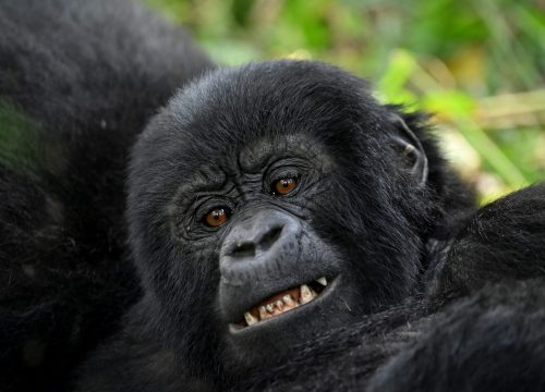 Gorilla Trekking in Uganda – A Once-in-a-Lifetime Experience