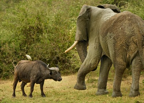 Why Uganda Is the Future of Eco-Tourism in Africa