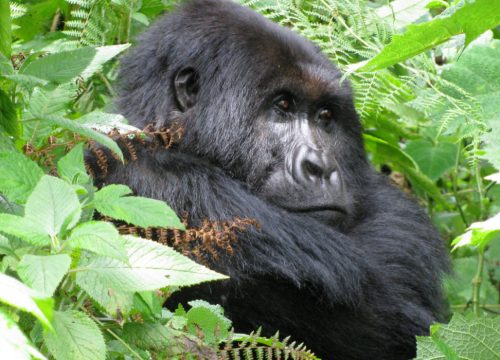 4 Days Bwindi Gorilla Habituation Experience Trip